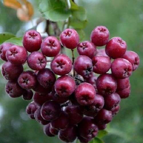 Рябина ликерная